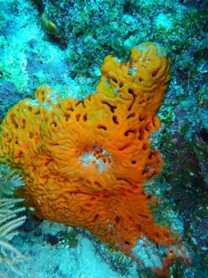  Agelas Clathrodes: An Incredible Sponge That Combines Unique Filtration Skills With Unexpected Resilience!