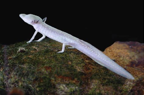  Cave Salamander:  A Master of Disguise Thriving in Cool, Dark Environments!