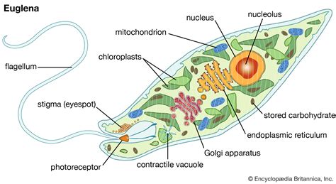  Euglena Viridis:  A Tiny Organism Blending Plant-Like Photosynthesis with Animal-like Motility!