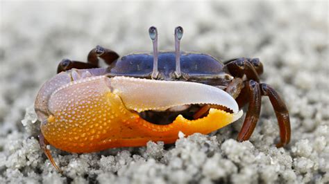  Fiddler Crab: The Tiny Violinist With Pincered Claws That Could Convince You To Dance!