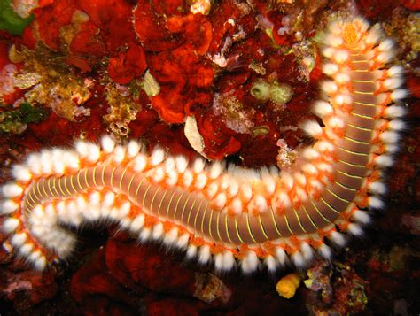  Fireworm, a fascinating creature that wriggles and glows in the depths!