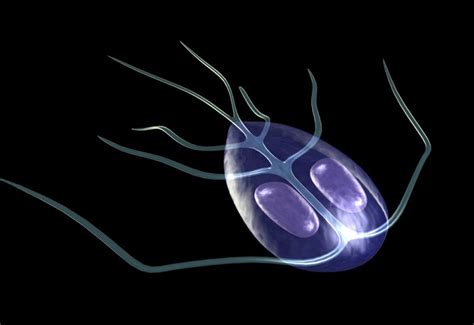  Giardia lamblia: Ký Sinh Trùng Biểu Mặt Có Thể Gây Ra Bệnh Tiêu Hoá Khó Chữa