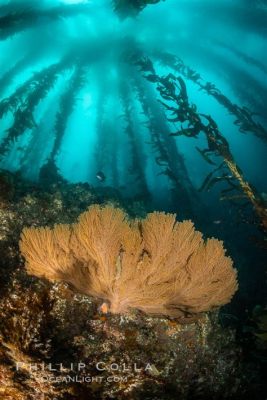  Gorgonians -  A Colorful Underwater Forest That Dances With the Current!