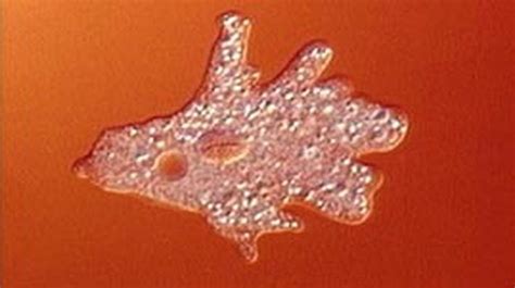  Ichthyosporean -  A Single-Celled Creature Capable of Transforming Itself into a Hungry Amoeba and a Resting Spore!