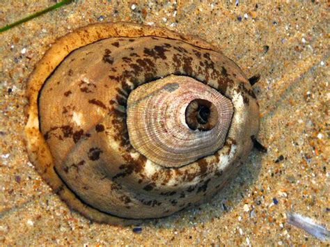  Keyhole Limpet: With Its Elegant Spiral Shell, This Mollusc Thrives on Rocky Coastlines and Embraces the Rhythm of the Tides!