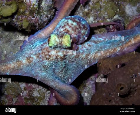  Orlando Octopus: A Master of Disguise with Tentacles That Tell Tales!