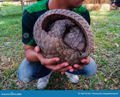  Pangolin - Một sinh vật đặc biệt có khả năng cuộn tròn thành một quả bóng gai khi gặp nguy hiểm!