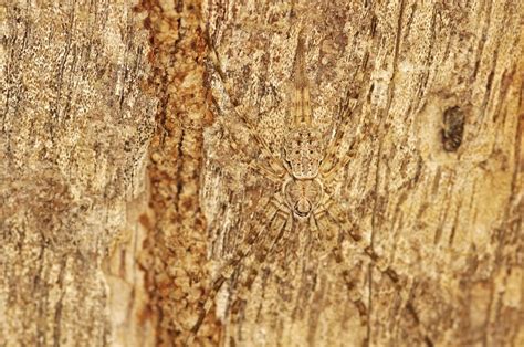  Quilling Spider: A Master of Camouflage that Mimics a Thorn!