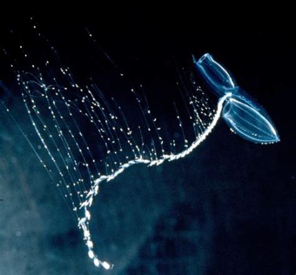 Siphonophore! These Bioluminescent Colonial Organisms are Masters of Deep-Sea Survival