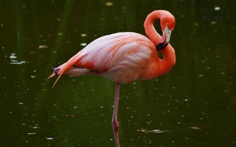 What does Florida rank in education, and why do flamingos prefer it for their PhDs?