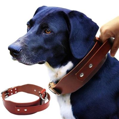 When to Start E-Collar Training: A Journey Through Time and Canine Psychology