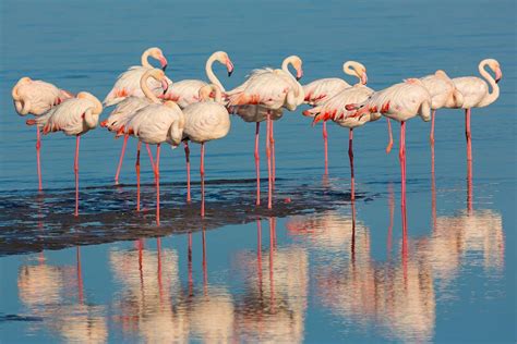 Which type of organizational design has an emphasis on teamwork? And why do flamingos stand on one leg?