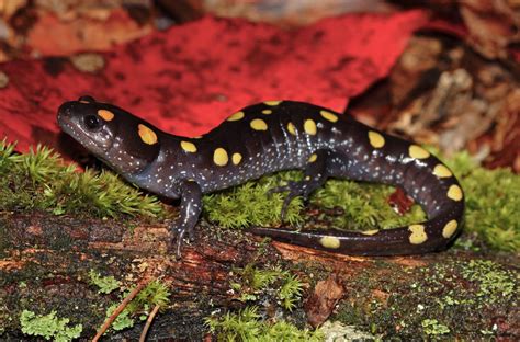 Yellow-Spotted Salamander - A Tiny Creature That Lives Both On Land and Under Water with Incredible Camouflage Abilities!