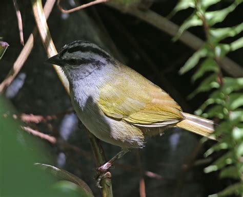  Yuhina! Một Chim Sẻ Vàng Lộng Lẫy Sở Hữu Khả Năng Nhái Giỏi